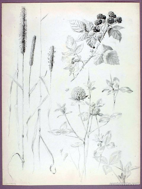 Untitled (Cattails, Clover, and Blackberries)