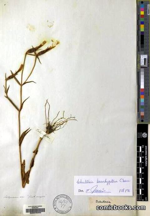 Schultesia brachyptera Cham.