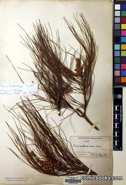 Pinus patula Schiede ex Schltdl. & Cham.