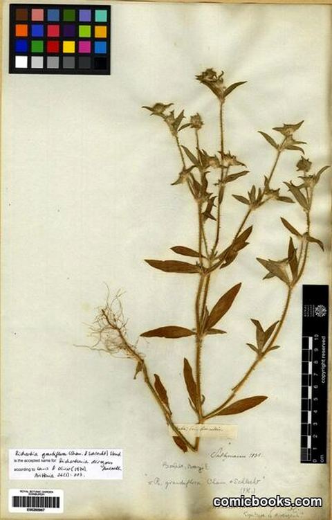 Richardia grandiflora (Cham. & Schlecht.) Steud.