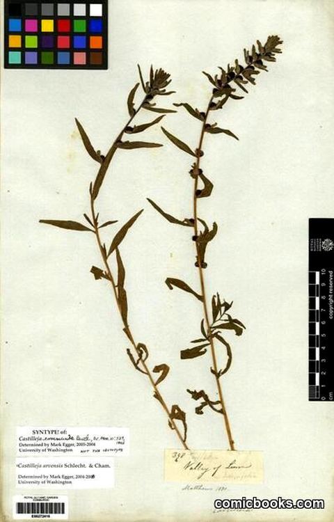 Castilleja arvensis Schlecht. & Cham. — Herbarium Syntype