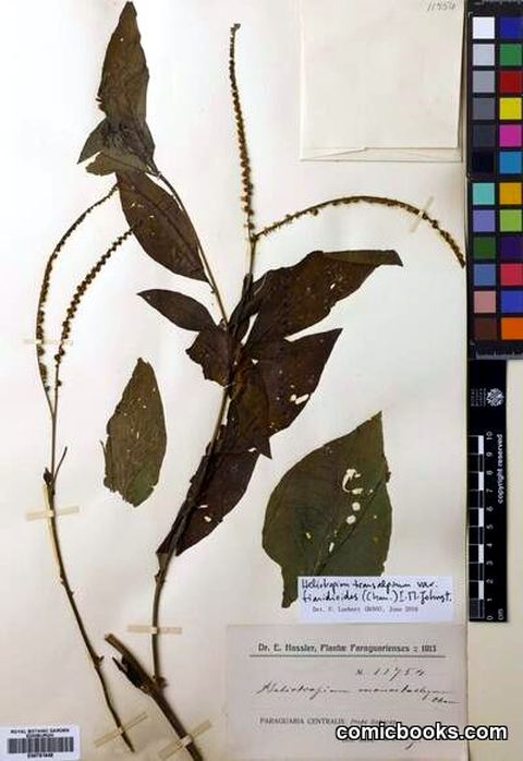 Heliotropium transalpinum var. tiaridioides (Cham.) I.M.Johnst.