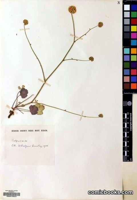 Asteriscium chilense Cham. & Schlecht