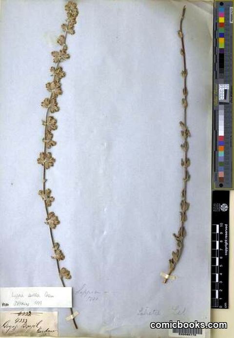 Lippia sericea Cham. — Herbarium Specimen