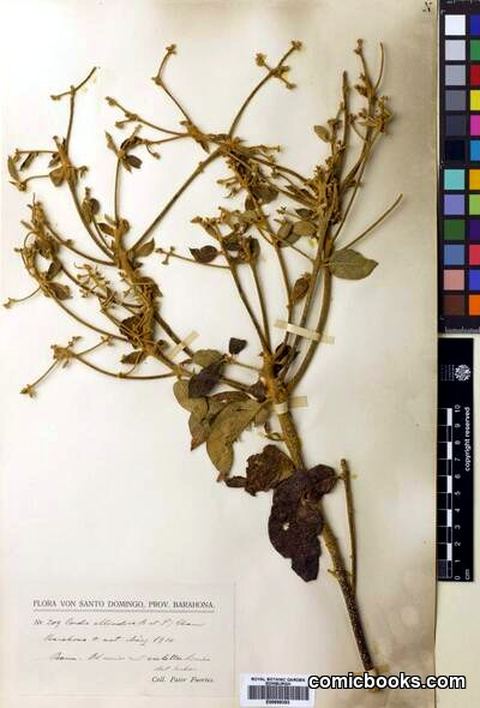 Cordia alliodora (Ruiz & Pav.) Cham. & Schlecht.
