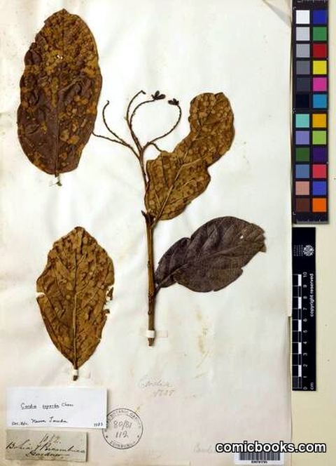 Herbarium Specimen: Cordia superba Cham.