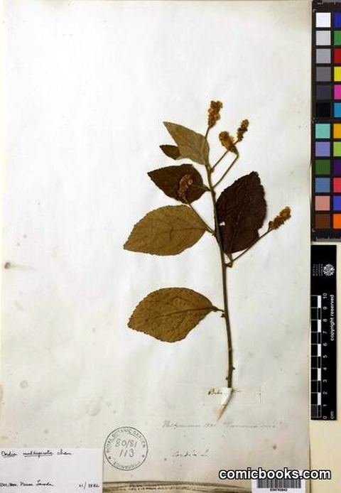 Cordia multispicata Cham.