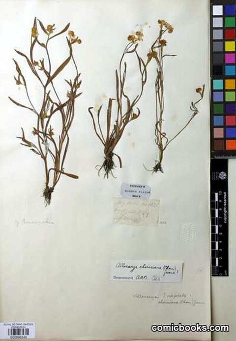 Plagiobothrys chorisianus (Cham. & Schltdl.) Greene