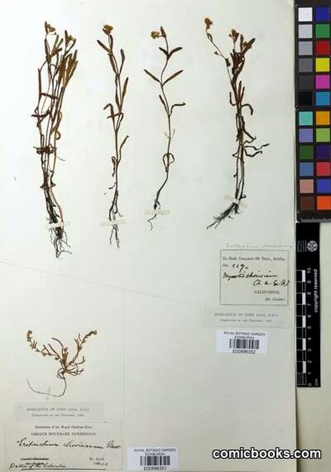 Plagiobothrys chorisianus (Cham. & Schltdl.) Greene
