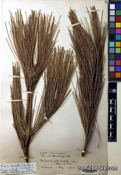 Pinus teocote Schiede ex Schltdl. & Cham.