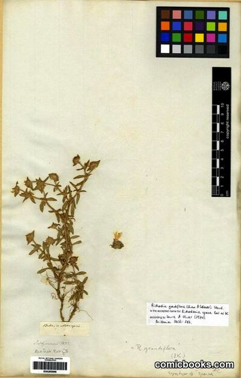 Richardia grandiflora (Cham. & Schlecht.) Steud.