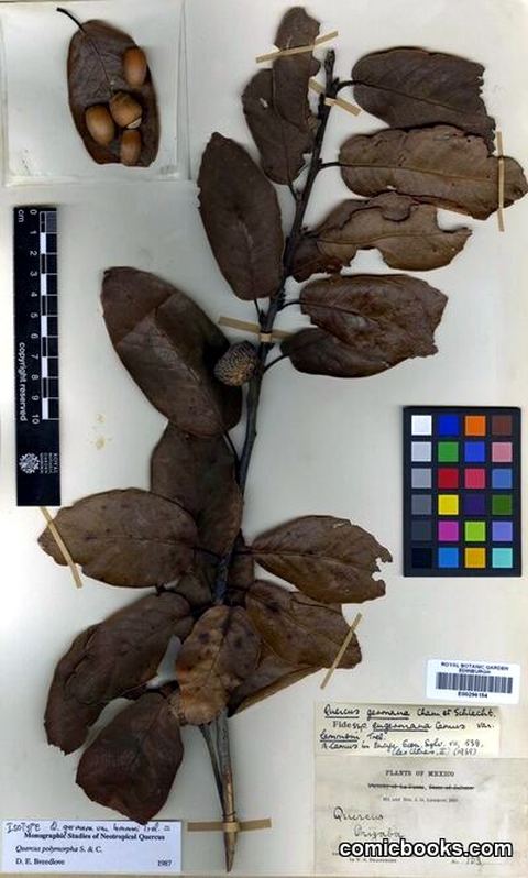 Quercus polymorpha Schltdl. & Cham. (Isotype Specimen)