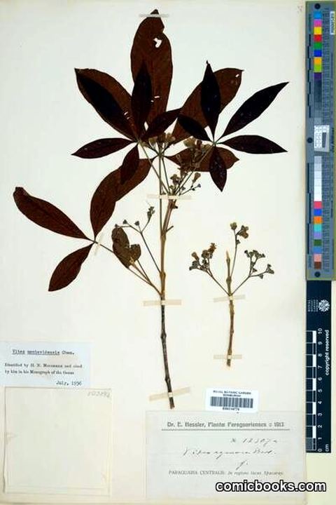 Vitex montevidensis Cham. — Herbarium Specimen, Plantas Paraguarienses