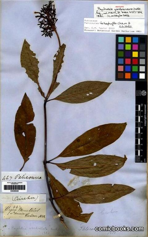 Palicourea tetraphylla Cham. & Schltdl.
