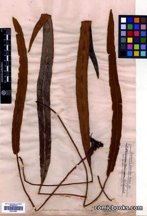 Elaphoglossum vestitum (Schltdl. & Cham.) Schott.