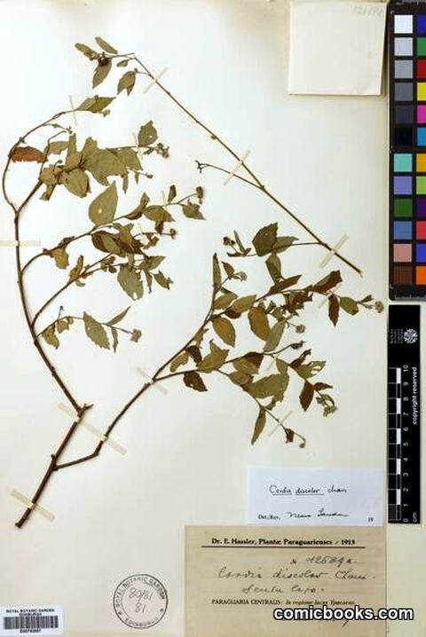 Cordia discolor Cham. (Herbarium Specimen)
