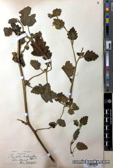 Phacelia malvifolia Cham.