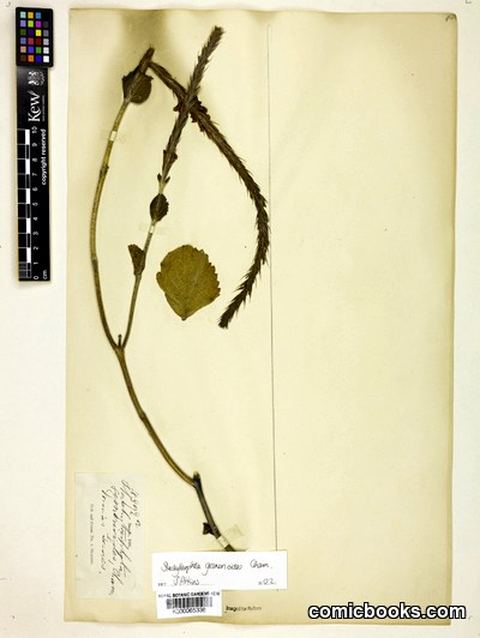 Stachytarpheta gesnerioides Cham.