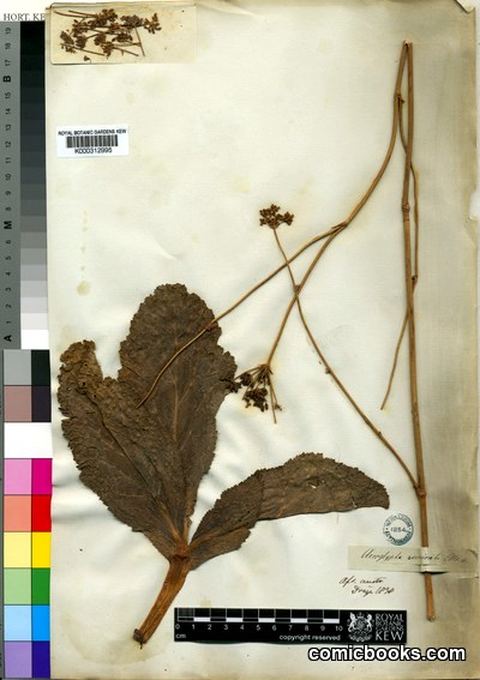 Lichtensteinia trifida Cham. & Schltdl.
