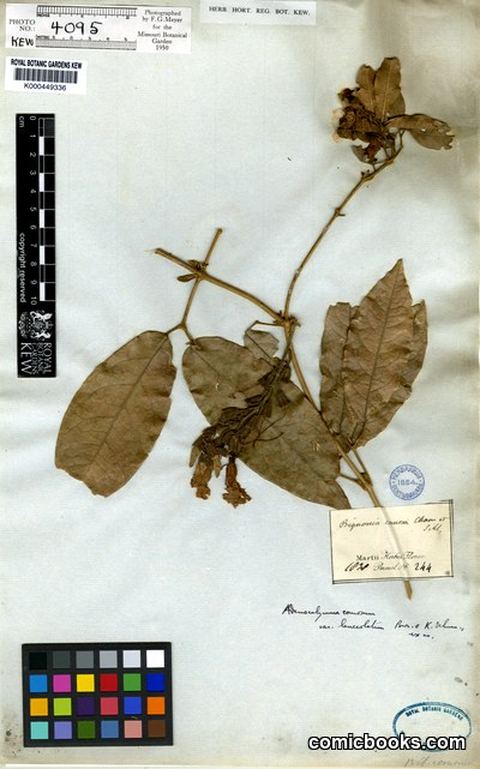 Adenocalymma comosum (Cham.) DC.