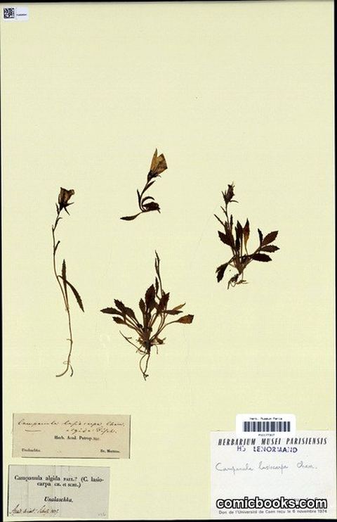Campanula lasiocarpa Cham. — Herbarium Specimen