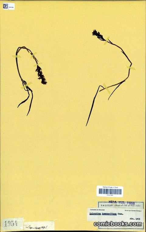 Spiranthes romanzoffiana Cham. — Herbarium Specimen
