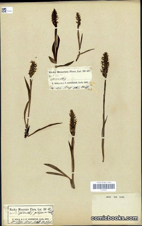 Spiranthes romanzoffiana Cham. (Hooded Lady's-tresses)
