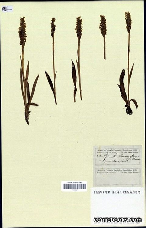 Spiranthes romanzoffiana Cham. (Irish Lady's-Tresses)