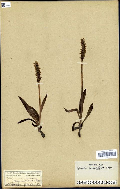 Spiranthes romanzoffiana Cham. (Irish Lady's-Tresses)
