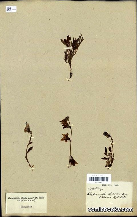 Campanula lasiocarpa Cham. (Herbarium Sheet)