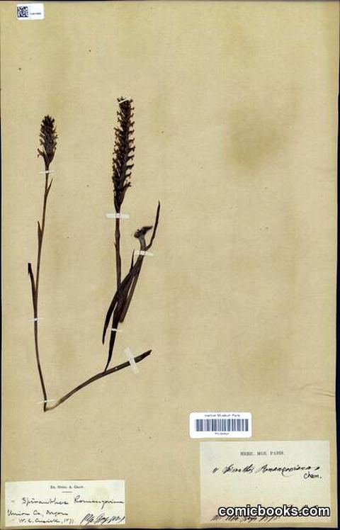 Spiranthes romanzoffiana Cham.