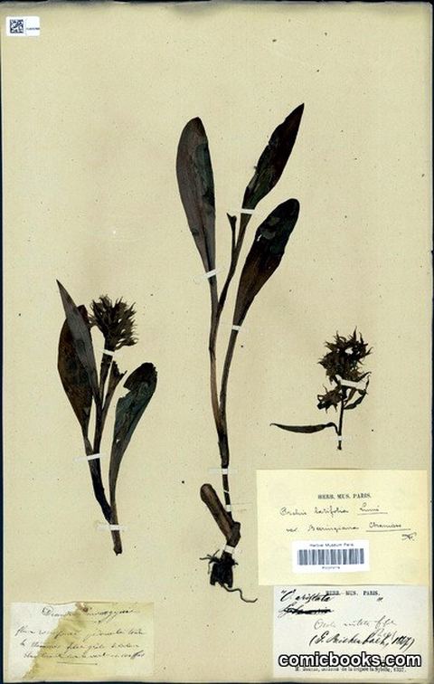 Orchis latifolia L. var. beeringiana Cham.