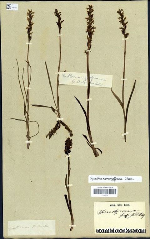 Spiranthes romanzoffiana Cham.