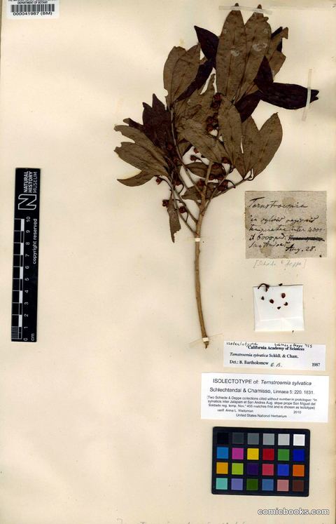 Herbarium Isolectotype: Ternstroemia sylvatica Schlechtendal & Chamisso