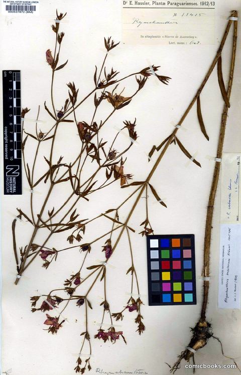 Rhynchanthera verbenoides Cham.