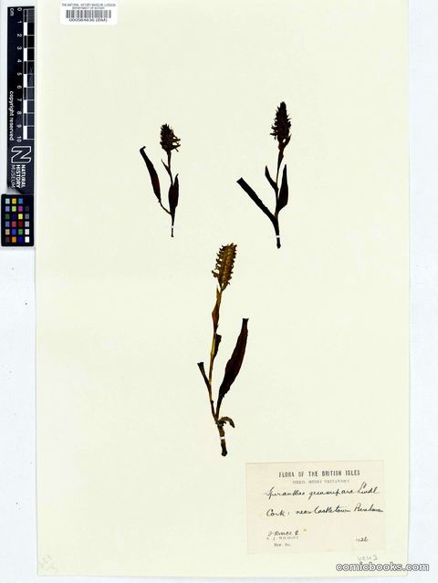 Spiranthes romanzoffiana Cham. & Schltdl.