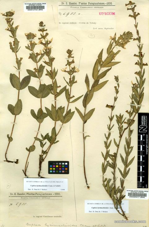 Cuphea lysimachioides Cham. & Schltdl.