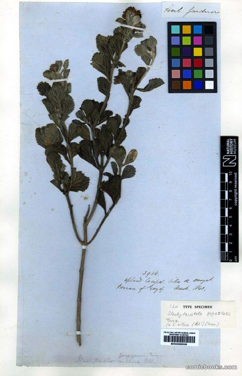 Stachytarpheta villosa (Pohl) Cham.