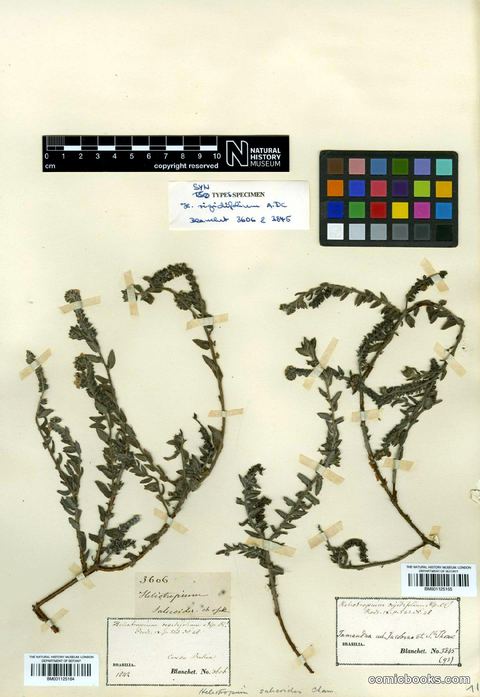 Heliotropium salicioides Cham.