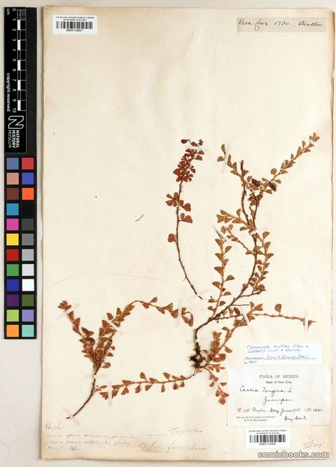 Herbarium Specimen: Chamaecrista kunthiana, Vera Cruz, Mexico