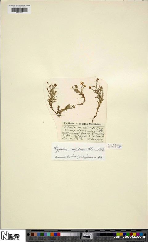 Hypericum caespitosum Cham. & Schltdl.