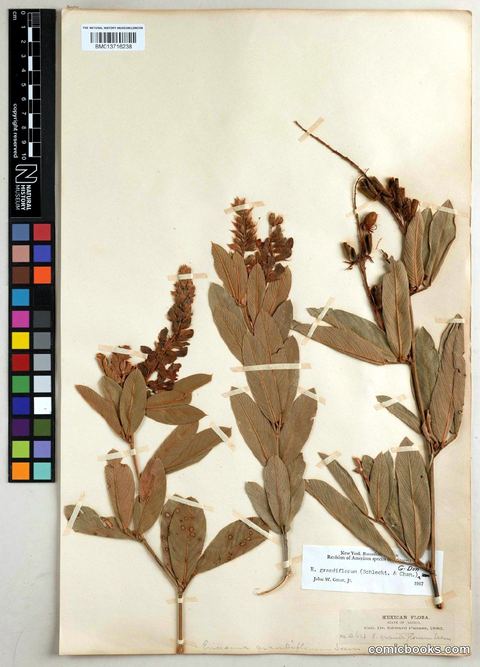 Eriosema grandiflorum (Schltdl. & Cham.) G.Don