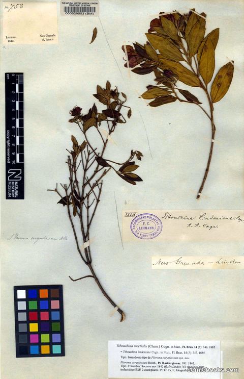 Tibouchina martialis (Cham.) Cogn.