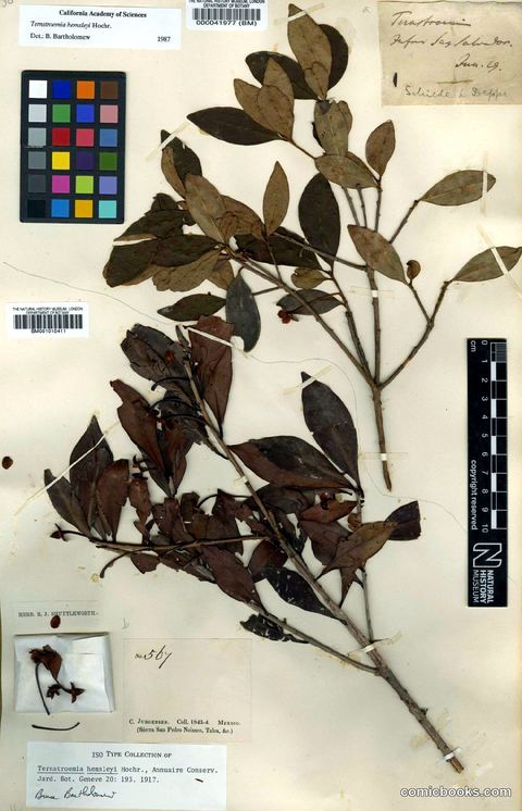 Herbarium Specimen: Ternstroemia hemsleyi Hochr.