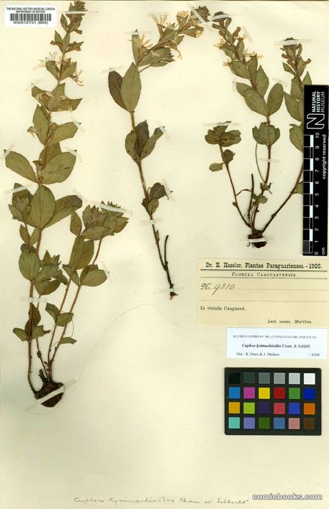 Cuphea lysimachioides Cham. & Schltdl.