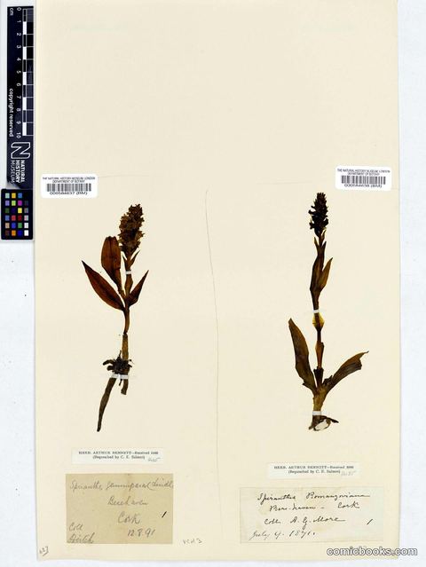 Spiranthes romanzoffiana Cham. & Schltdl.