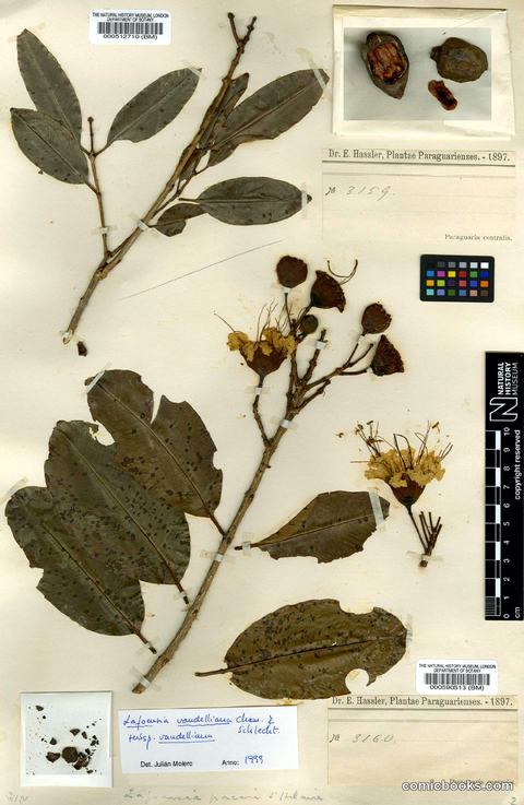 Lafoensia vandelliana subsp. vandelliana Cham. & Schltdl.