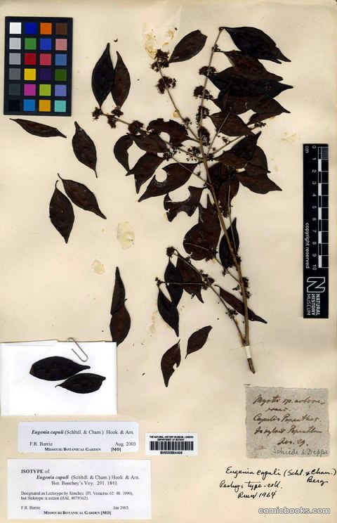 Eugenia capuli (Schltdl. & Cham.) Hook. & Arn.