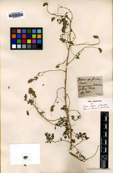 Dalea obovatifolia var. uncifera (Schltdl. & Cham.) Barneby