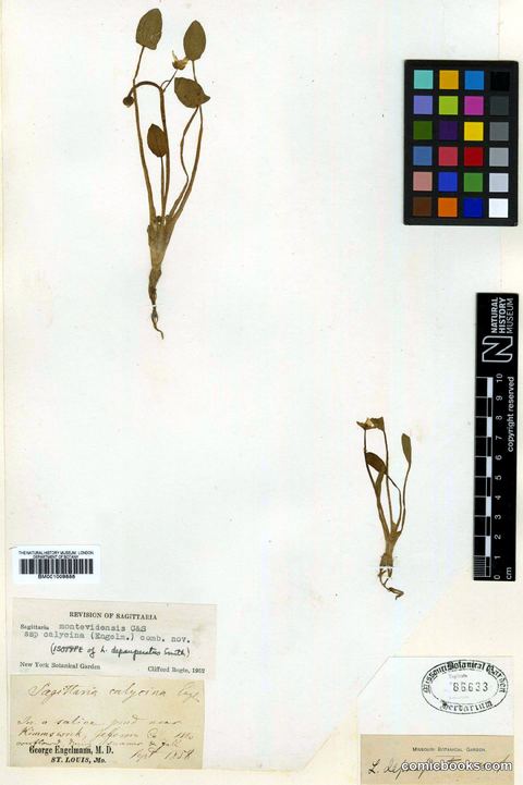 Sagittaria montevidensis Cham. & Schltdl.